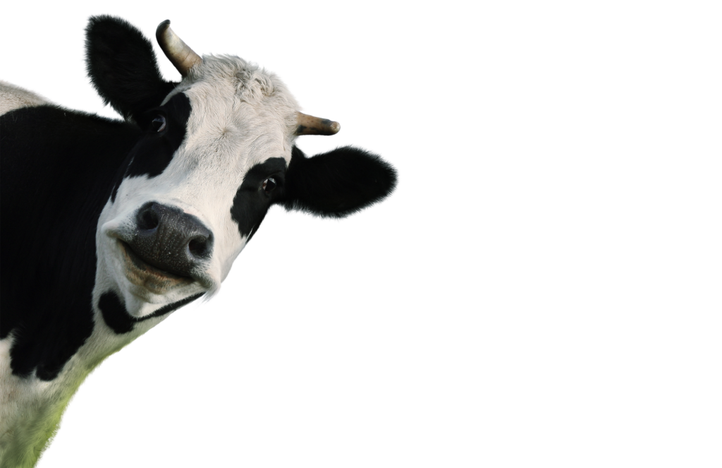 Moo Howdy the Cow!